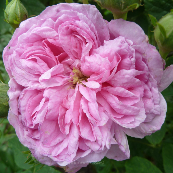 Ispahan - damask rose - pink - intensive fragrance - Roses Online ...